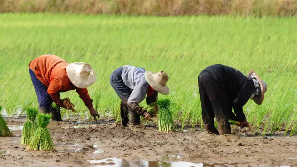 agriculture